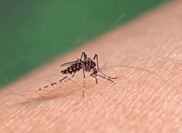 Surto, epidemia, pandemia e endemia: entenda qual é a diferença entre eles