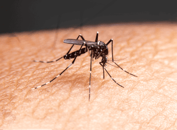 Pernilongo também pode transmitir doenças? Entenda o risco