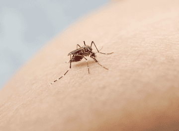 virus da dengue