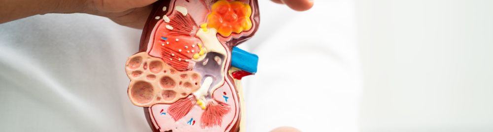 Quais são os primeiros sintomas de problema nos rins1.jpg