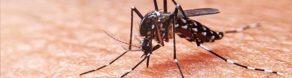 Mosquito da dengue sobre a pele