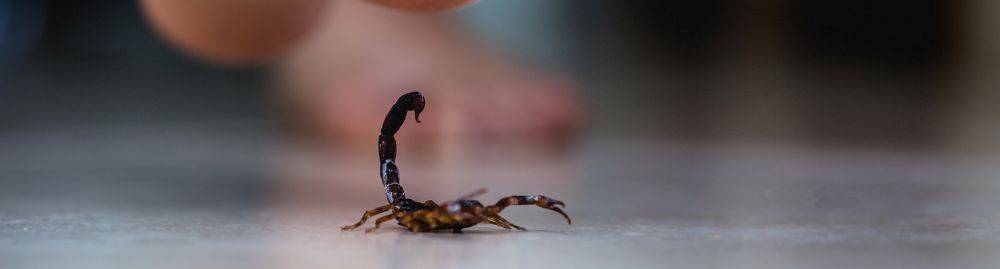 acidentes com animais peçonhentos_1.jpg