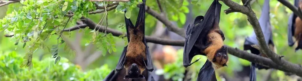 o que é o vírus nipah_1.webp