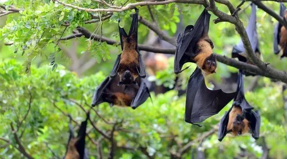 O que é o vírus nipah​: entenda quais são os verdadeiros riscos e cuidados