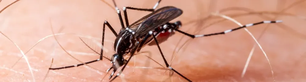 o que é zika vírus1.webp