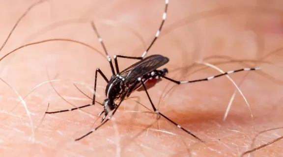 O que é zika vírus? Entenda sintomas, transmissão e riscos para a saúde