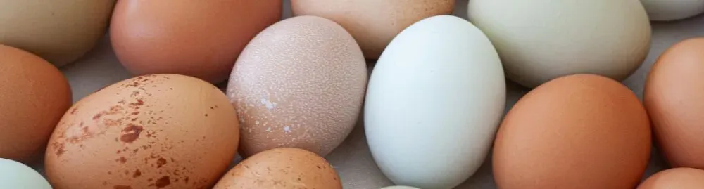 o que o diabético pode comer no lugar do pão1.webp