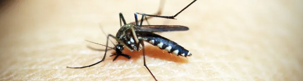 plaquetas baixa e dengue1.webp