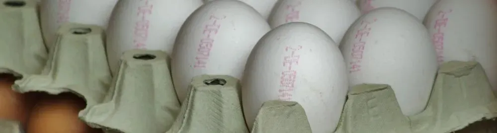 qual alimento melhor para ganhar massa muscular1.webp