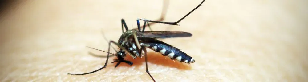 sinais de dengue hemorrágica1.webp