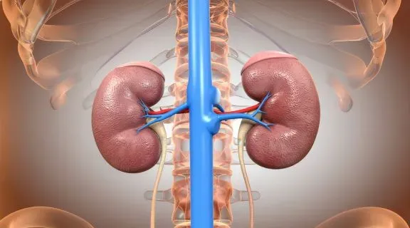 Tratamentos para doença renal crônica: quais as opções e quando fazer